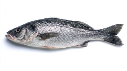 Obraz premium Fresh whole sea bass fish lying flat, silver scales shimmering, cleanly gutted and displayed on pure white background, high-resolution seafood detail
