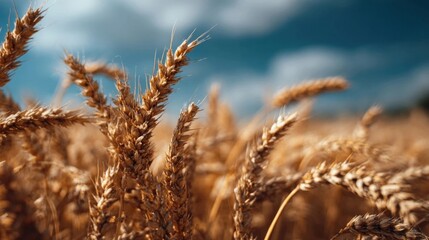 Fototapeta premium golden wheat field