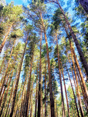 Majestic Pine Forest Under Clear Blue Sky