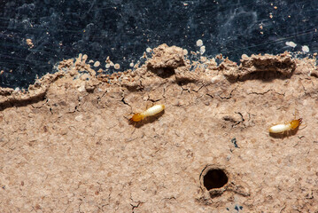 Close up of Termites Eating wood, (Termite damage house)