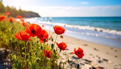 Vibrant poppies on a sunny beach © Pristi