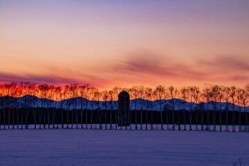 Forest and silos at dusk