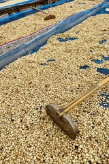 Close up of coffee beans drying in the sun          