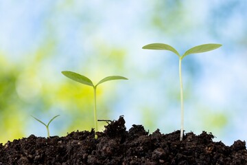 young plant in the ground