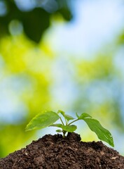 young green plant in soil