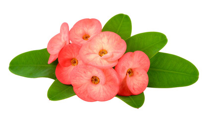 Naklejka premium Crown of Thorns Flower Isolated on Transparent Background