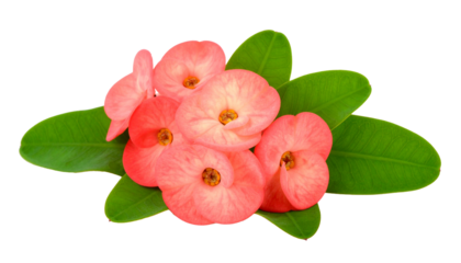 Crown of Thorns Flower Isolated on Transparent Background