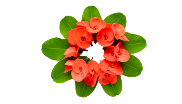 Crown of Thorns Flower Isolated on Transparent Background
