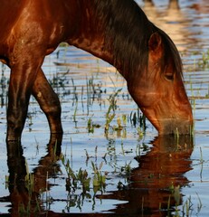 Wild Horse Reflections 