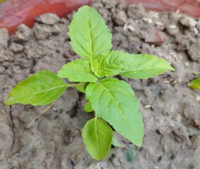 Close-Up of a Young Tulsi (Holy Basil) Plant in a Clay Pot