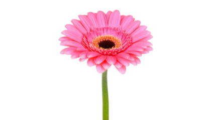 Garbera Flower Isolated on Transparent Background
