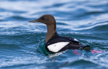 Black Guillemot (cepphus grylle) swimming in the ocean around Svalbard, Norway