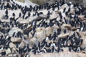 Colony of Brunnichs Guillemot (uria lomvia) nesting in a snowstorm on a steep cliff in Svalbard, Norway