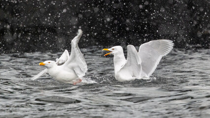 Glaucous Gulls (Larus hyperboreus ) arguing in snow fall swimming in the water, Svalbard, Norway