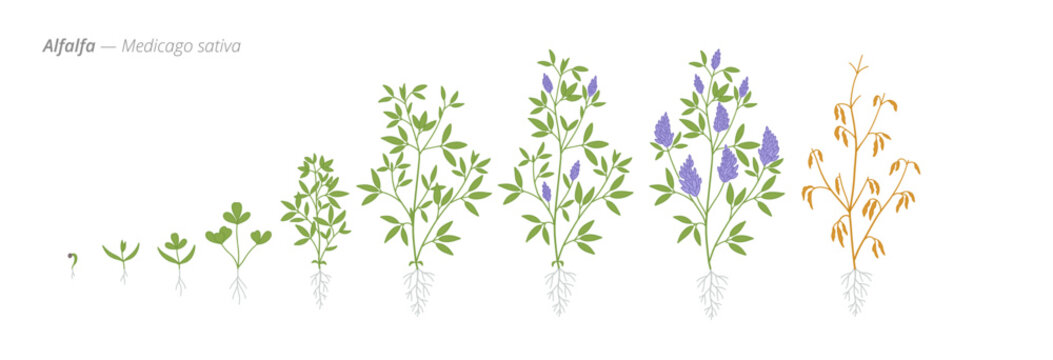 Medicago alfalfa plant growth stages from seed to harvest
