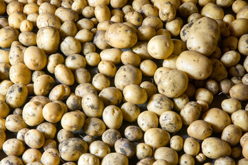 Drying freshly dug potato tubers. Lots of natural organic potatoes.