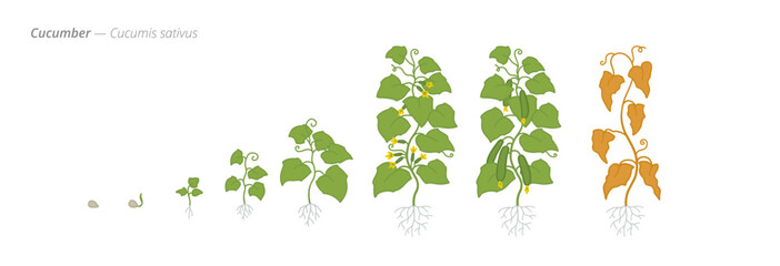 Cucumber growth stages from seed to harvest time