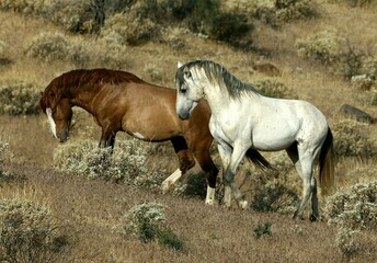 Wild Stallions Sparring in Desert 