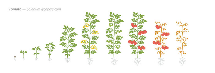 Growth stages of tomato plants from seed to harvest