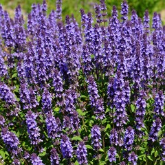 Obraz premium Vibrant purple flowers in a garden bed