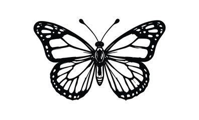 Fototapeta premium Elegant Butterfly Line Art Vector Illustration