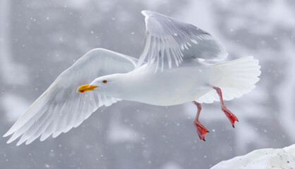 Glaucous Gull (Larus hyperboreus ) in flight in snow fall, Svalbard, Norway