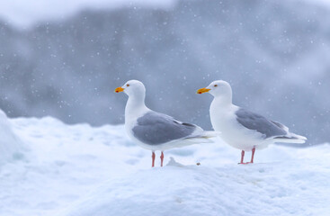 Obraz premium Glaucous Gulls (Larus hyperboreus ) in snow fall, Svalbard, Norway