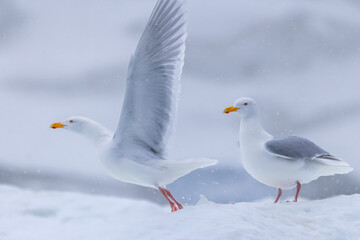 Glaucous Gulls (Larus hyperboreus ) in snow fall, Svalbard, Norway