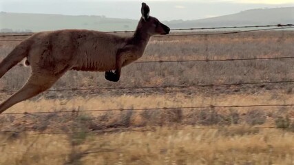 Kangaroo hopping along a wire fence in slow motion close up