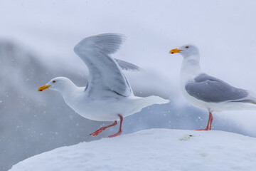 Glaucous Gulls (Larus hyperboreus ) in snow fall, Svalbard, Norway