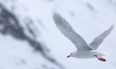 Glaucous Gull (Larus hyperboreus ) in flight in snow fall, Svalbard, Norway