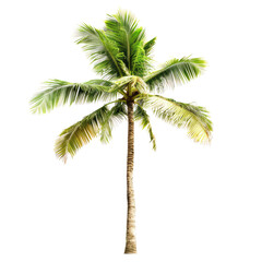 Tropical palm tree against a black background