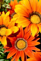Bright Gazania flowers - orange and yellow