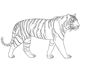 Fototapeta premium Profile view of a tiger, outlined in black