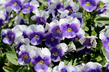 Beautiful pansies have blossomed in the garden.