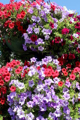 A beautiful, brightly blossomed petunia grows on a warm summer day.