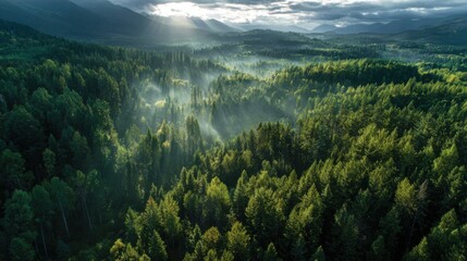 A vast forest stretches across the landscape, featuring tall green trees. Mist hovers above the ground, while gentle sunlight breaks through the clouds, illuminating the scene.