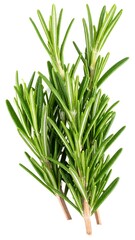 Obraz premium Fresh rosemary sprigs (1)