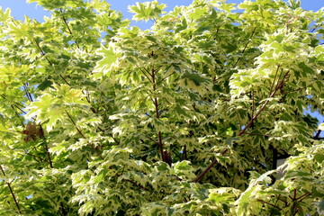 Beautiful light green maple leaves rustle in the wind.