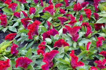 A background of red flowers growing in a flowerbed resembling a fan.