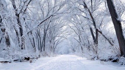 Obraz premium A tranquil path leads through a winter forest, where trees are heavily coated with frost and snow. The white landscape offers a peaceful, minimalist scene perfect for winter lovers.