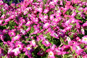 Obraz premium A beautiful, brightly blossomed petunia grows on a warm summer day.