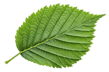 Vibrant green leaf showcases intricate vein patterns and serrated edges, highlighting natural beauty and botanical detail.