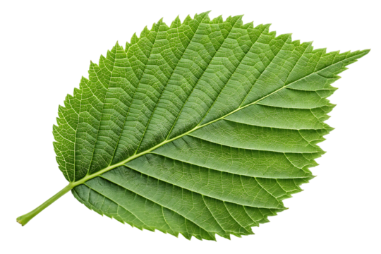 Vibrant green leaf showcases intricate vein patterns and serrated edges, highlighting natural beauty and botanical detail.