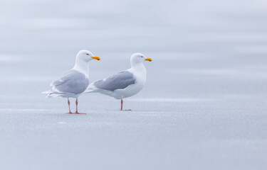Glaucous Gulls (Larus hyperboreus ) on ice, Svalbard, Norway