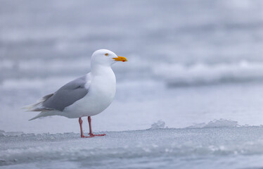 Glaucous Gulls (Larus hyperboreus ) on ice, Svalbard, Norway