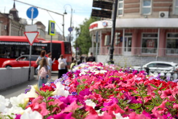  Many different petunia flowers grow in the city.