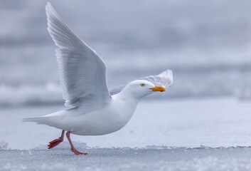Glaucous Gull (Larus hyperboreus ) in flight in ice environment, Svalbard, Norway