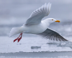 Glaucous Gull (Larus hyperboreus ) in flight in ice environment, Svalbard, Norway