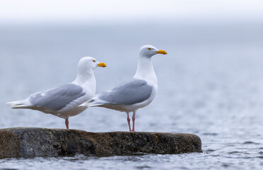 Glaucous Gulls (Larus hyperboreus ), Svalbard, Norway
